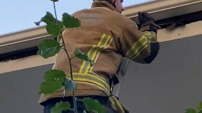 Bursa’nın İnegöl ilçesinde çatıya sıkışan ebabil kuşu, itfaiye ekiplerinin müdahalesiyle