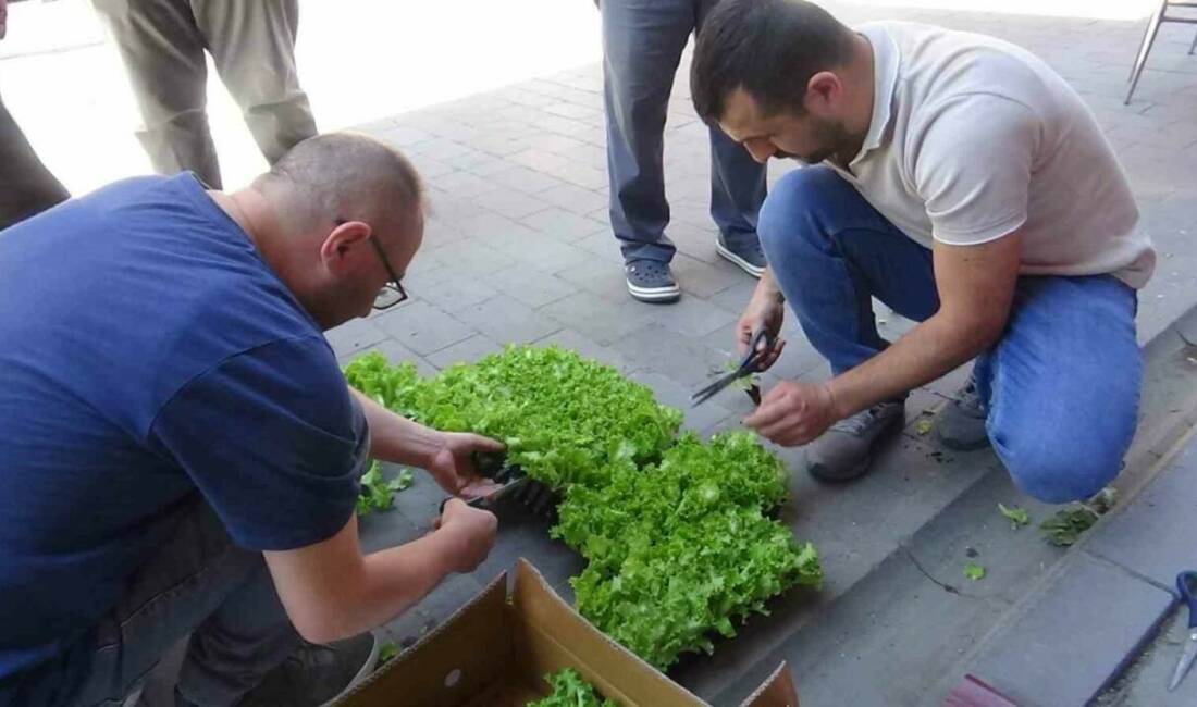 Bolu’nun Mudurnu ilçesinde çiftçilere ücretsiz olarak 10 bin marul fidesi
