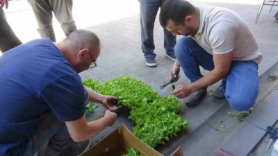 Bolu’nun Mudurnu ilçesinde çiftçilere ücretsiz olarak 10 bin marul fidesi
