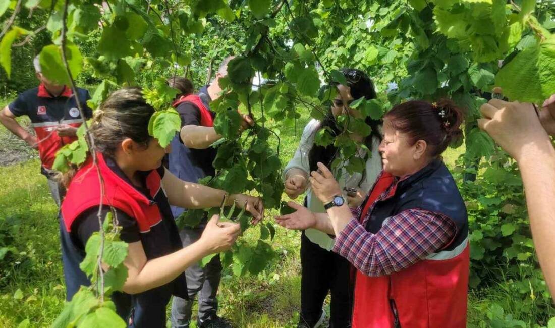 Kastamonu’nun İnebolu ilçesinde kahverengi kokarcayla mücadele için 5 binin üzerinde