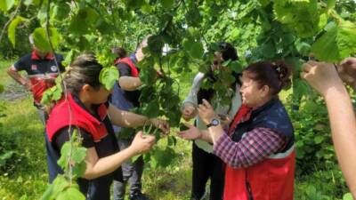 Kastamonu’nun İnebolu ilçesinde kahverengi kokarcayla mücadele için 5 binin üzerinde