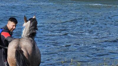 ARDAHAN (AA) – Ardahan’da, Çıldır Gölü’ndeki adacıkta mahsur kalan at,