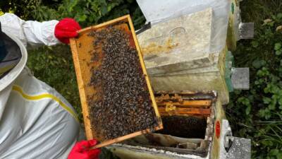 Zonguldak’ın Alaplı ilçesinde dedesinin mesleğiyle arıcılığa başlayan Muhammet Bayraktar (50),