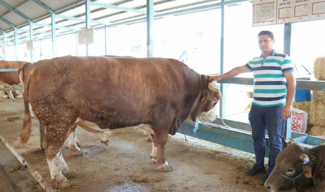 Kurban Bayramı’na sayılı günler kala kurban pazarlarından hareketlilik arttı. Denizli