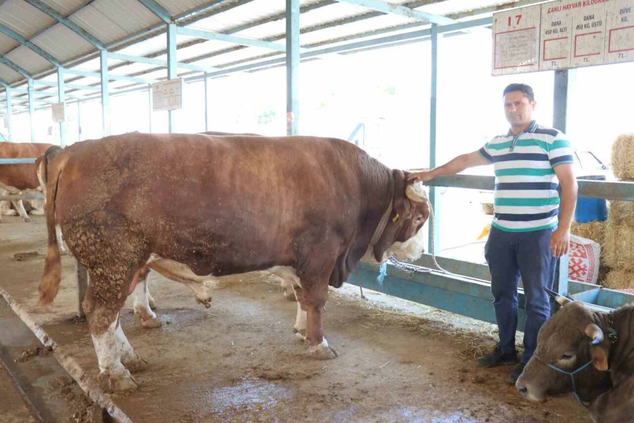 Kurban Bayramı’na sayılı günler kala kurban pazarlarından hareketlilik arttı. Denizli