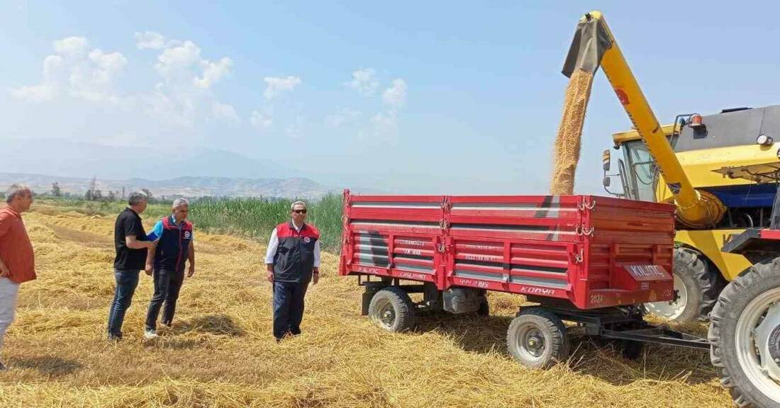 DENİZLİ (İHA) – Denizli’de yeni sezonun ilk buğday hasadı, Sarayköy
