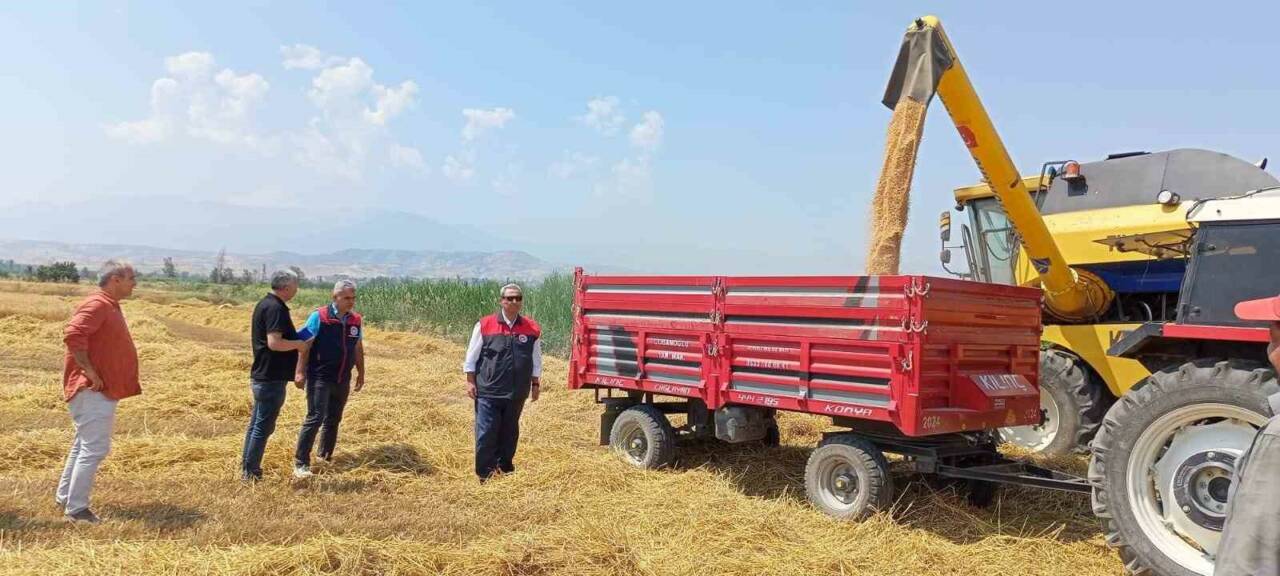 DENİZLİ (İHA) – Denizli’de yeni sezonun ilk buğday hasadı, Sarayköy