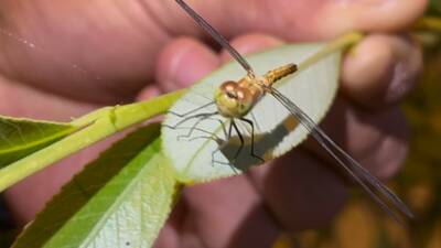 Ağrı’nın Diyadin ilçesinde doğa, büyüleyici güzellikleriyle bir kez daha kendini
