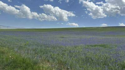Ağrı’nın Diyadin ilçesinin yüksek kesimlerinde açan peygamber çiçekleri, adeta doğanın