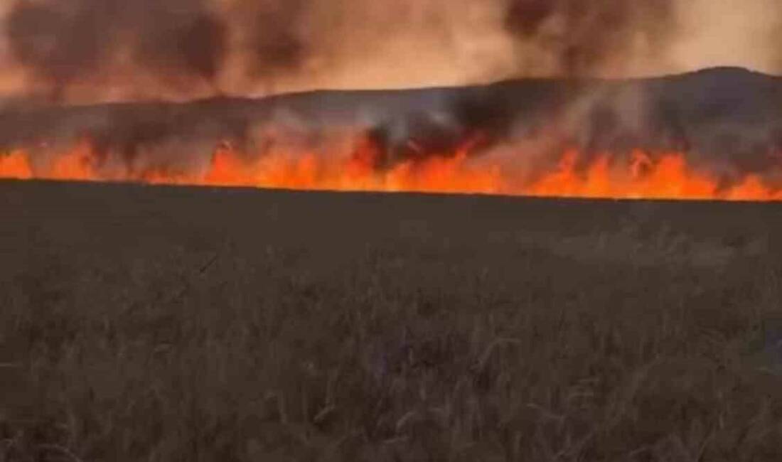 Diyarbakır’ın Lice ilçesinde buğday tarlası henüz bilinmeyen bir nedenden dolayı