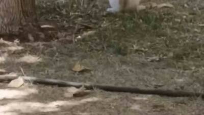 Diyarbakır’ın Kayapınar ilçesinde, hayvanlar aleminde eşine az rastlanır bir an