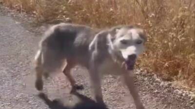 Diyarbakır’ın Çınar ilçesinde melez kurt gören vatandaşlar, evcil köpek çağırır