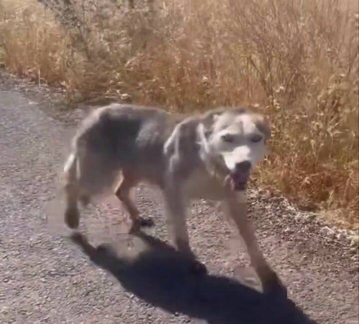Diyarbakır’ın Çınar ilçesinde melez kurt gören vatandaşlar, evcil köpek çağırır