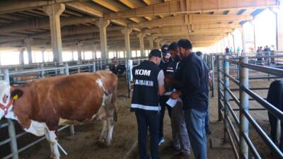 DİYARBAKIR (AA) – Diyarbakır’da, Kurban Bayramı dolayısıyla hayvan pazarlarını gezen