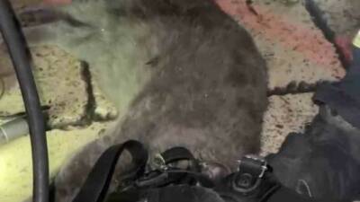 Kastamonu’da bir iş yerinde çıkan yangın sırasında dumandan etkilenen kedi,