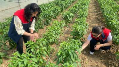 ’Tarım Arazilerinin Kullanımının Etkinleştirilmesi Projesi’ kapsamında, üreticilere dağıtılan sebze fideleri