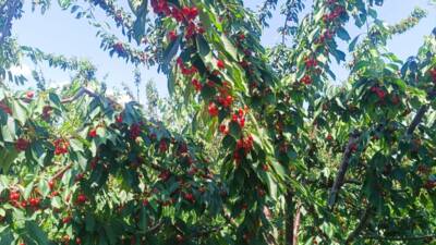 - İri yapısı ve lezzetiyle öne çıkan kirazın büyük bölümü