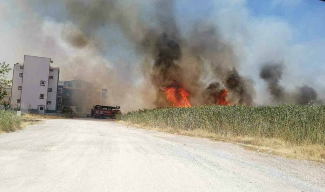 Balıkesir’in Edremit ilçesi Dalyan Mevkii’nde sazlık alanda henüz bilinmeyen bir
