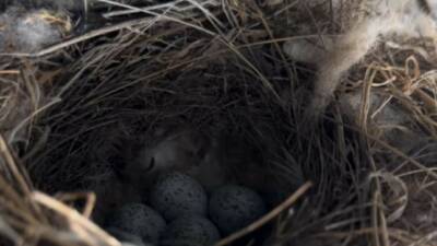 Artvin’de ekskavatörün kabininde kuş yuvası bulan operatör, doğal sürece zarar