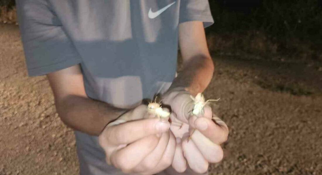 Elazığ’ın Palu ilçesinde yüzlerce çekirge yola savruldu. O anlar cep