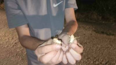 Elazığ’ın Palu ilçesinde yüzlerce çekirge yola savruldu. O anlar cep