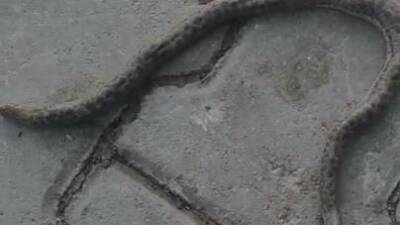 Elazığ’da görüntülenen çift başlı yılan görenleri şaşkına uğrattı. Hayvanlar aleminde