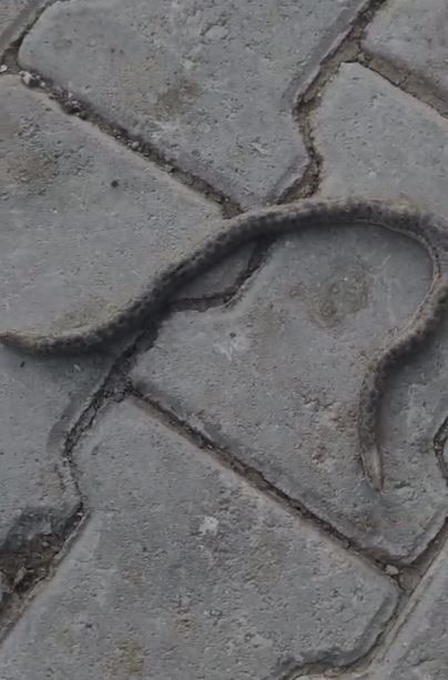 Elazığ’da görüntülenen çift başlı yılan görenleri şaşkına uğrattı. Hayvanlar aleminde