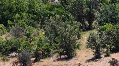 Elazığ’da koruma altındaki dağ keçileri, kayalıklarda gezerken dron ile görüntülendi.