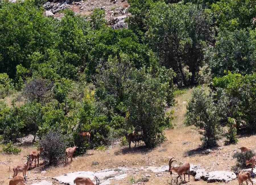 Elazığ’da koruma altındaki dağ keçileri, kayalıklarda gezerken dron ile görüntülendi.