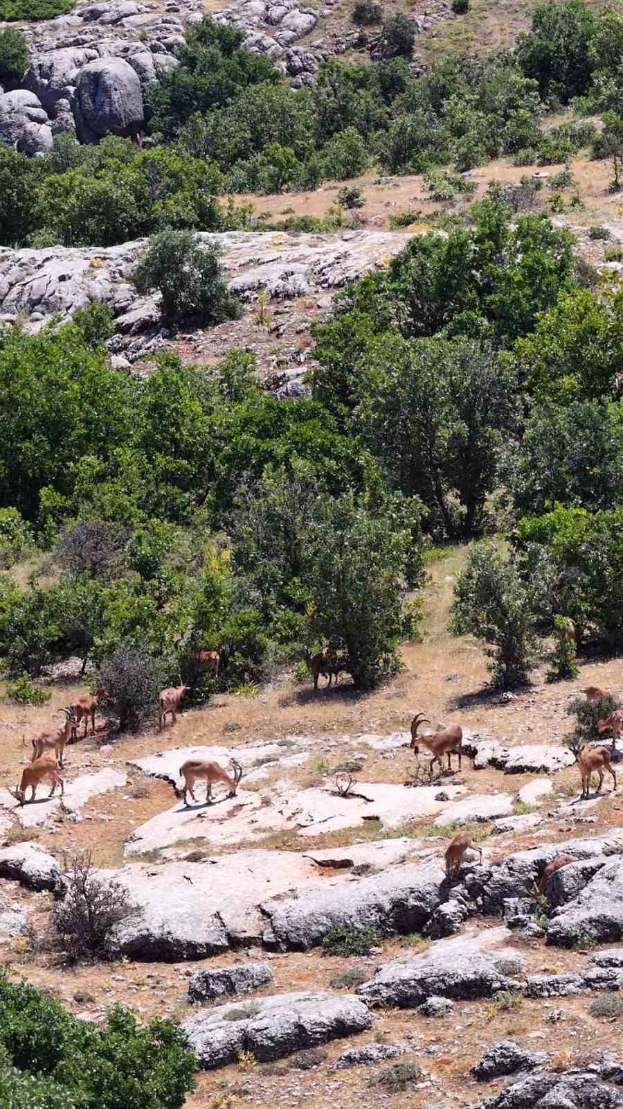 Elazığ’da koruma altındaki dağ keçileri, kayalıklarda gezerken dron ile görüntülendi.