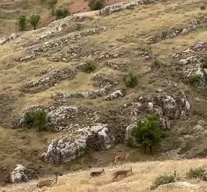 Elazığ’da koruma altında bulunan dağ keçileri tarihi Harput Mahallesi’nde sürü