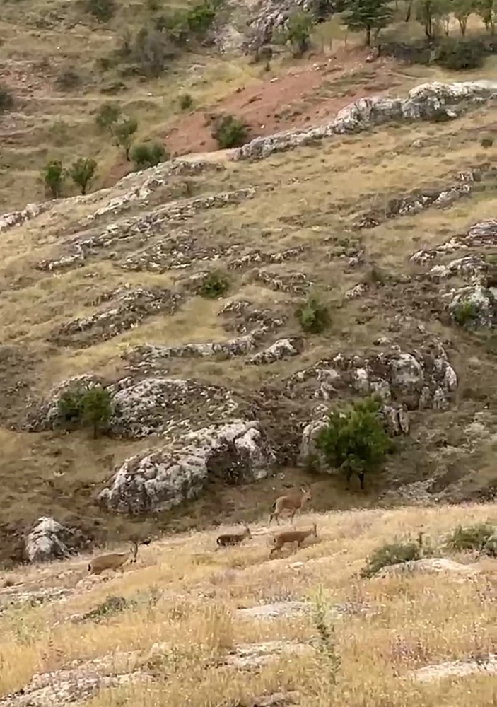 Elazığ’da koruma altında bulunan dağ keçileri tarihi Harput Mahallesi’nde sürü