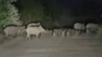 Elazığ’da domuz sürüsü yola inince bir sürücü ilerlemekte zorluk çekti.