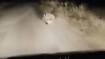 Elazığ’da nesli tükenme tehlikesi altında olduğu için kırmızı listede korunan