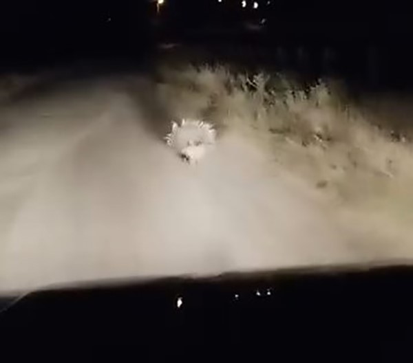 Elazığ’da nesli tükenme tehlikesi altında olduğu için kırmızı listede korunan