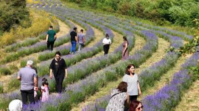 Erzincan’ın mor lavanta bahçesi doğal güzelliği ve dikkat çeken kokusuyla