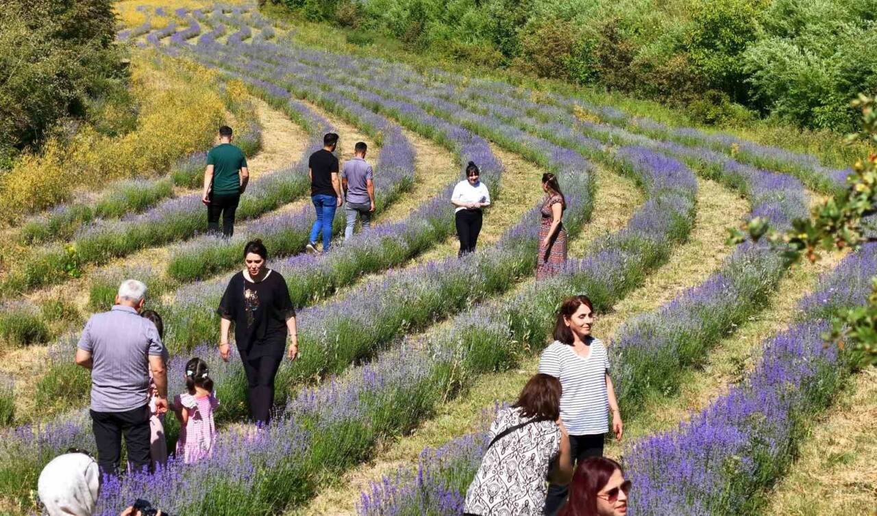 Erzincan’ın mor lavanta bahçesi doğal güzelliği ve dikkat çeken kokusuyla