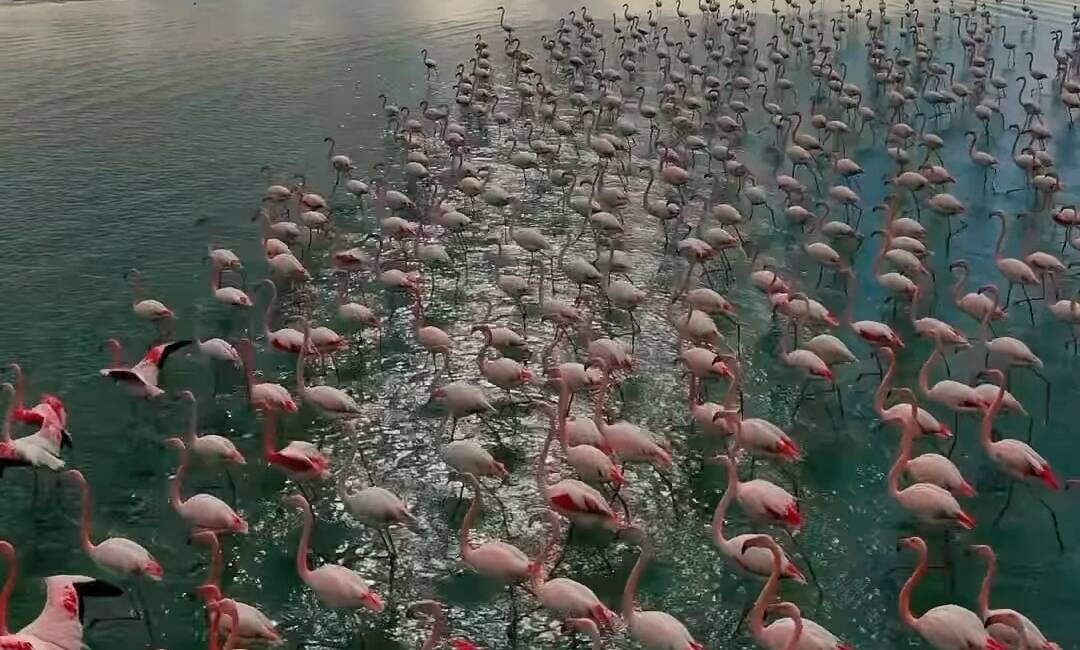 Doğunun saklı cenneti Erçek Gölü, bu yıl da gökyüzüne pembe