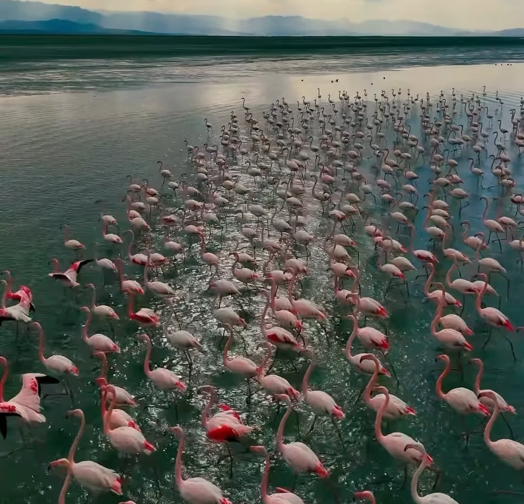 Doğunun saklı cenneti Erçek Gölü, bu yıl da gökyüzüne pembe