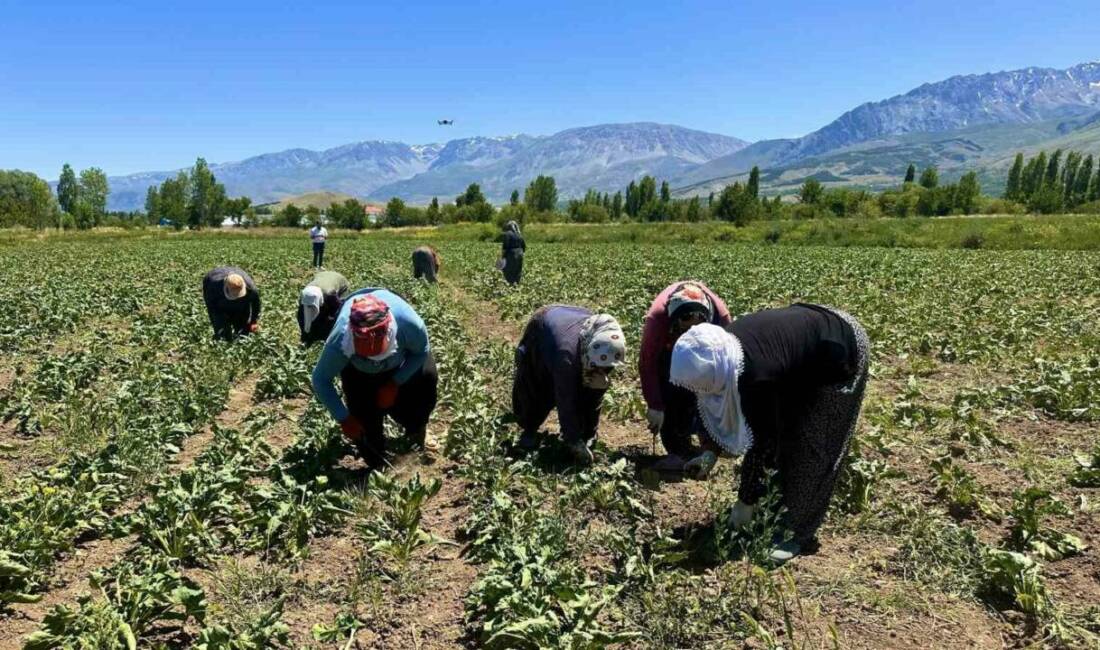 Erzincan’da pancar tarlalarında çapa mesaisi başladı. Kadın tarım işçileri, sabahın