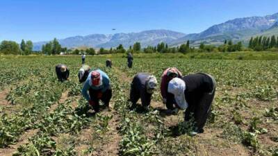 Erzincan’da pancar tarlalarında çapa mesaisi başladı. Kadın tarım işçileri, sabahın