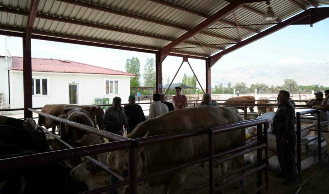Kurban Bayramı’na sayılı günler kala Erzincan’daki hayvan pazarında satışlar başladı.