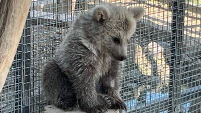 SAKARYA (AA) – Erzurum’da doğada yaralı halde bulunan yavru boz