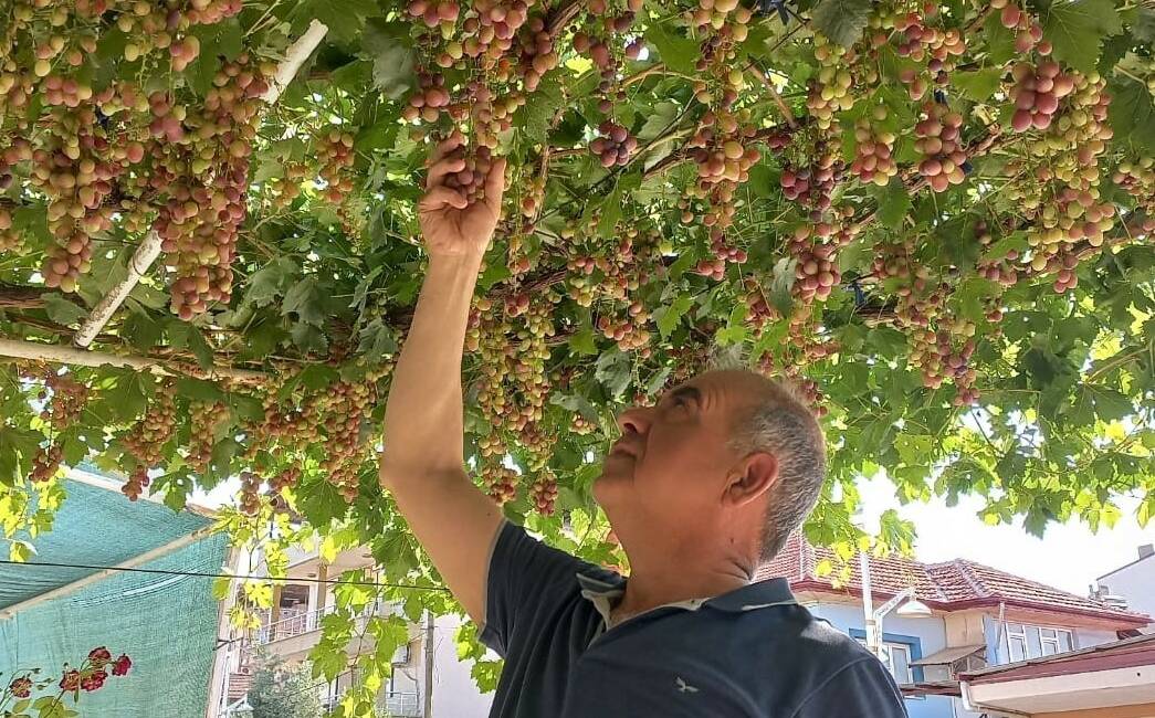 Manisa’nın Sarıgöl ilçesinde yılın ilk üzümleri haziran ayının başından itibaren