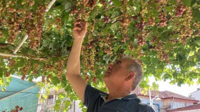 Manisa’nın Sarıgöl ilçesinde yılın ilk üzümleri haziran ayının başından itibaren