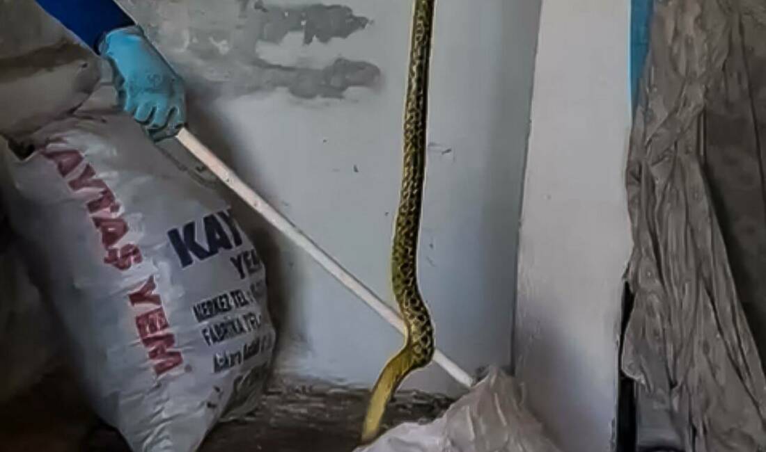 Yozgat’ın Saraykent ilçesinde yaklaşık 2 metre boyunda görülen dev yılan,