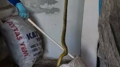 Yozgat’ın Saraykent ilçesinde yaklaşık 2 metre boyunda görülen dev yılan,