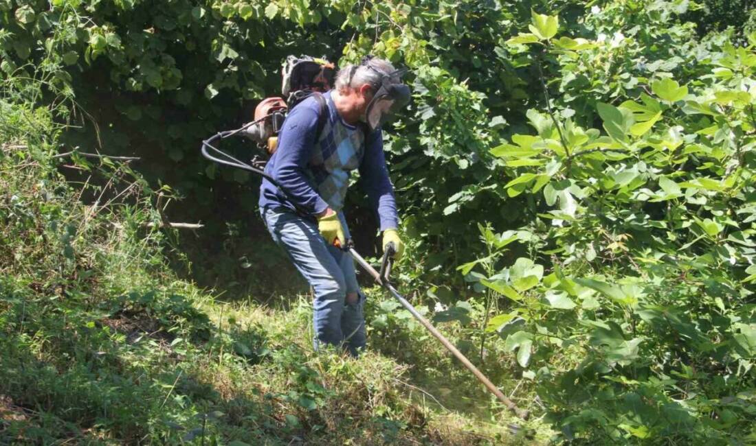 Karadeniz Bölgesi’nin en önemli geçim kaynağı olan fındıkta hasat sezonu