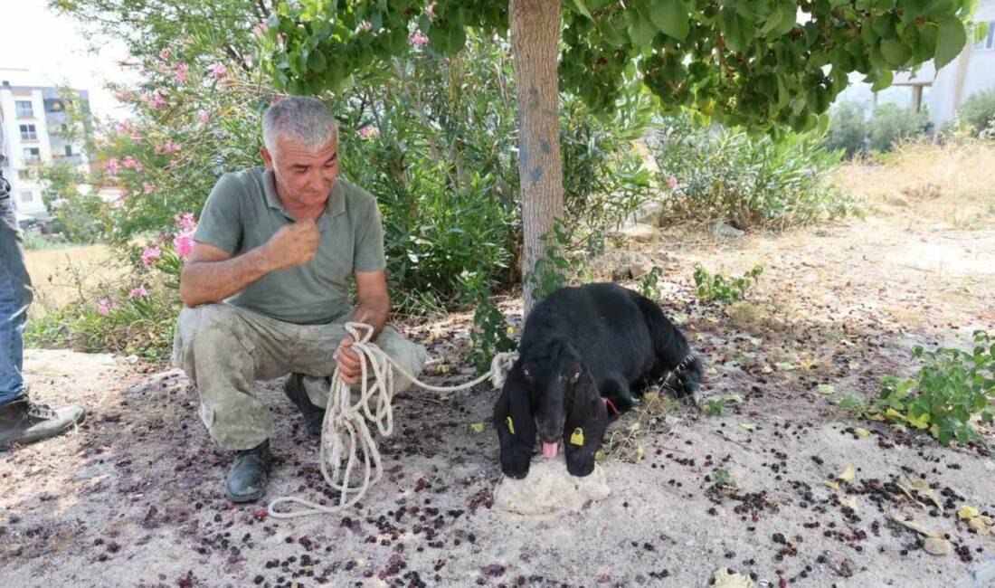 Adana Kozan’da bayramın ilk günü kaçan kurbanlık keçi, 10 gün