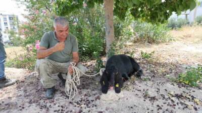 Adana Kozan’da bayramın ilk günü kaçan kurbanlık keçi, 10 gün